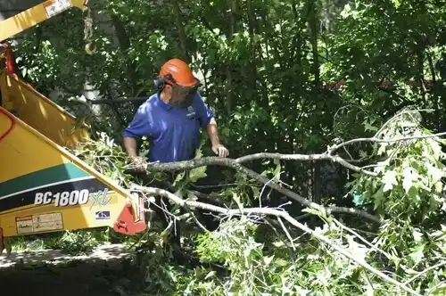 tree services South Corning